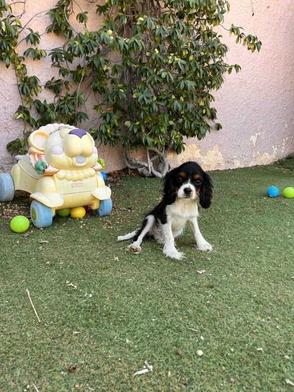 Cavalier King Charles - Image 2