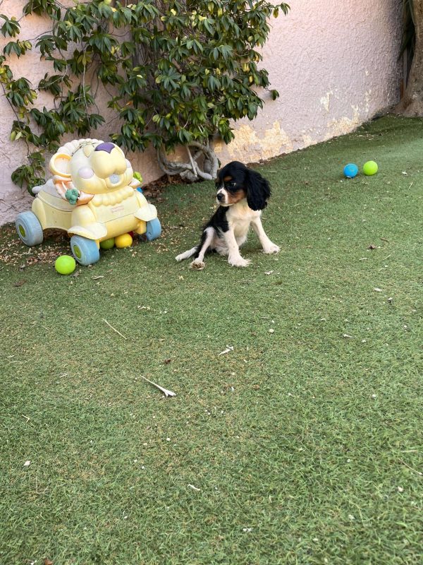 Cavalier King Charles - Image 5