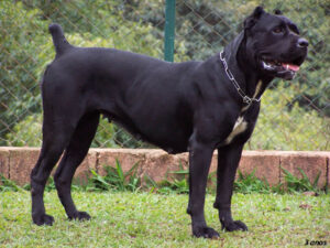 Read more about the article Cane Corso