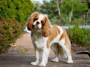 Read more about the article Cavalier King Charles