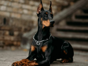 Read more about the article Doberman