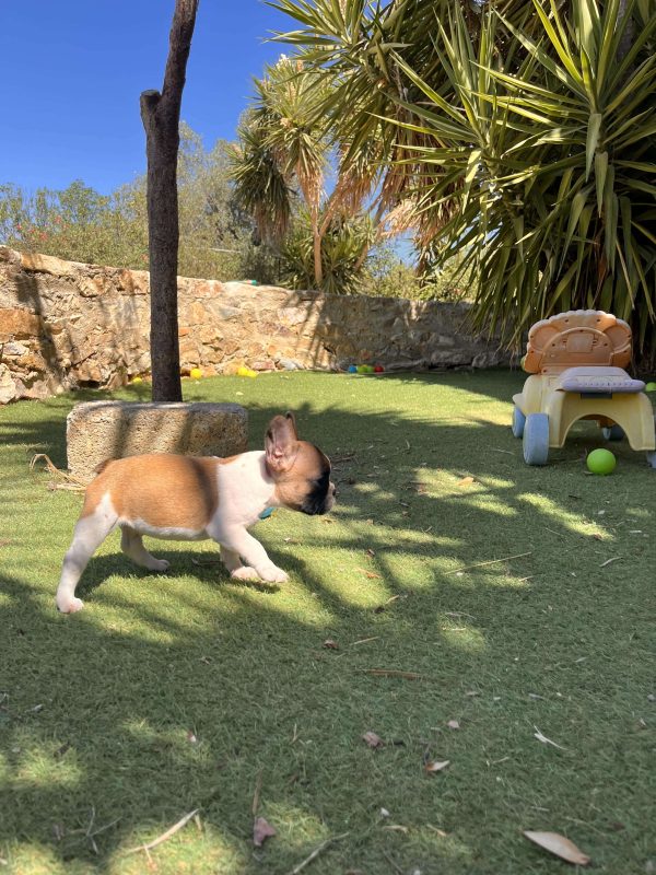 French Bulldog - Image 2