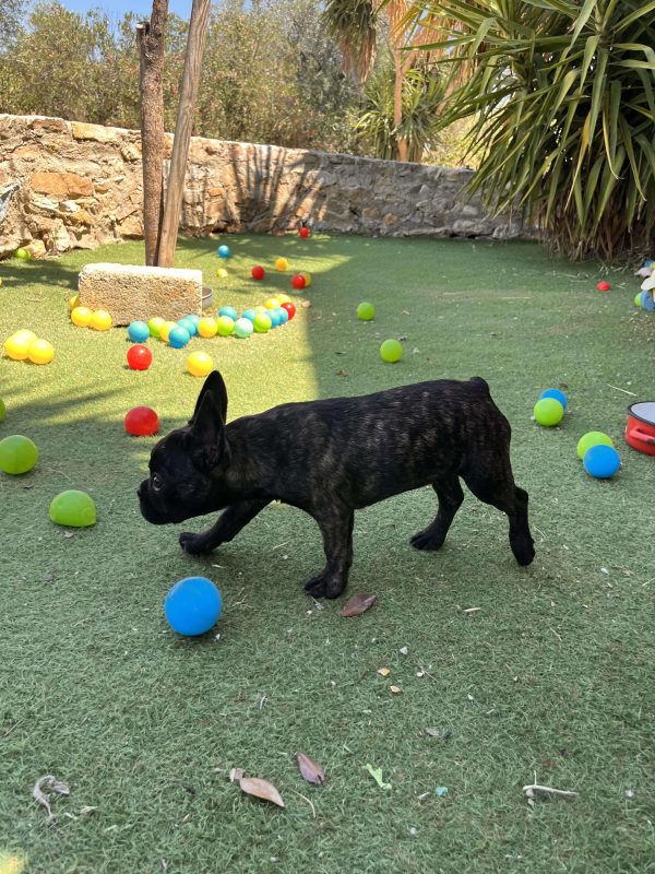 French Bulldog - Image 2