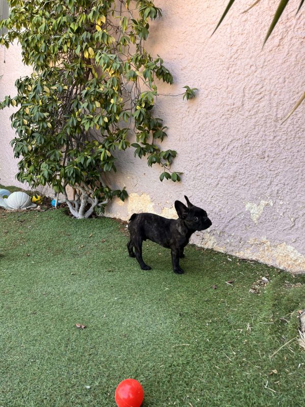 French Bulldog