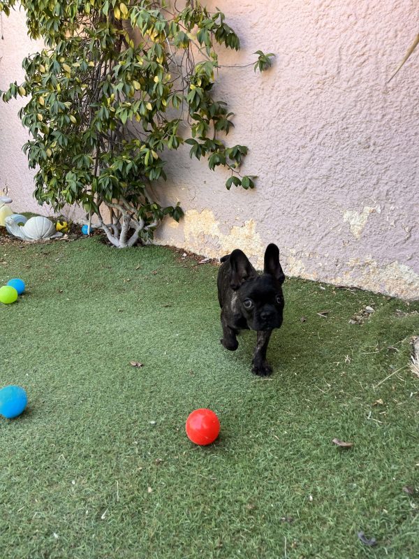 French Bulldog - Image 4