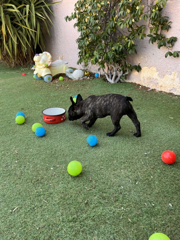 French Bulldog - Image 5
