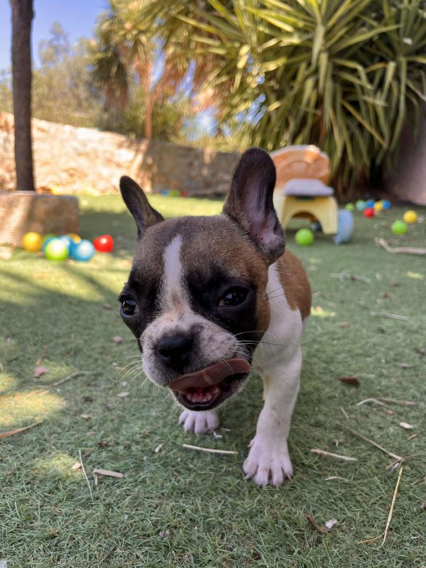 French Bulldog - Image 5