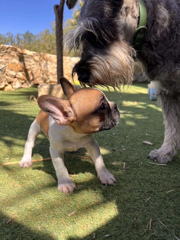 French Bulldog - Image 6