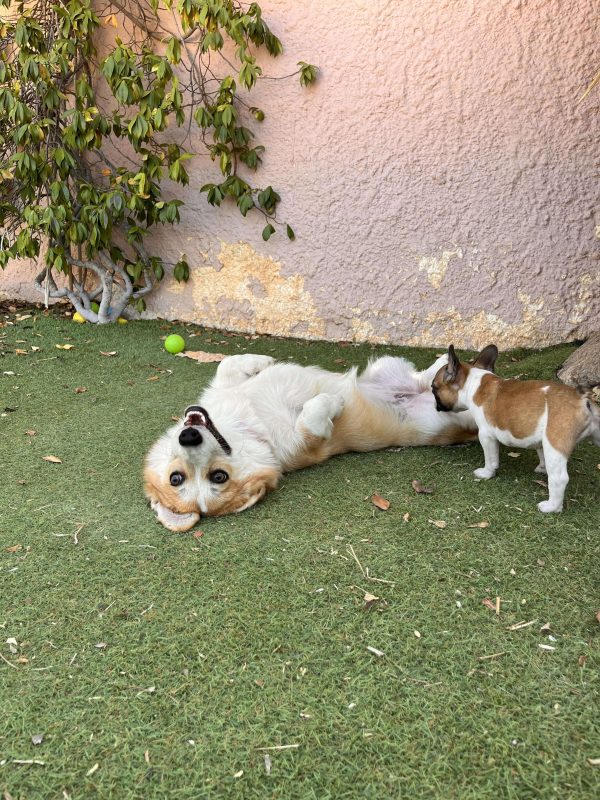 French Bulldog - Image 7