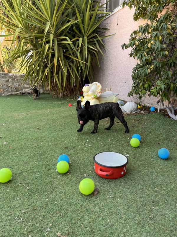 French Bulldog - Image 6