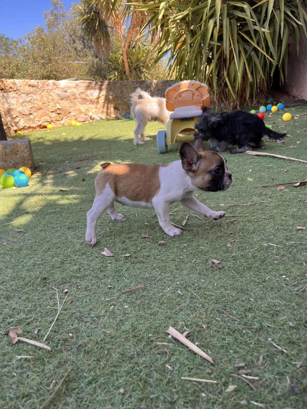 French Bulldog - Image 8