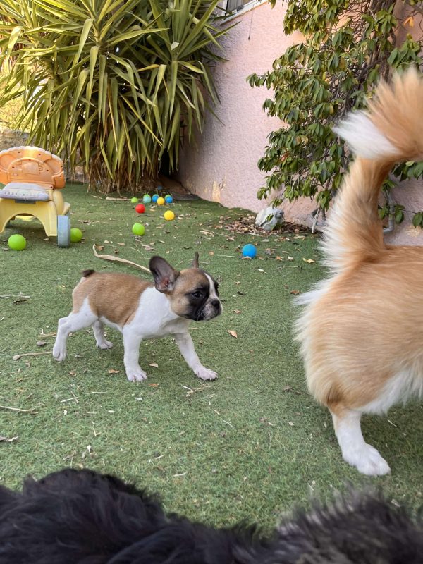French Bulldog - Image 9