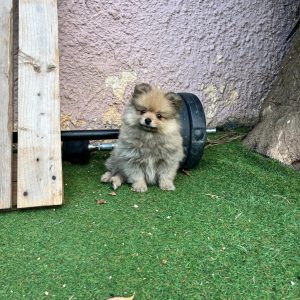German Spitz