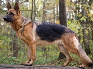 Read more about the article German Shepherd