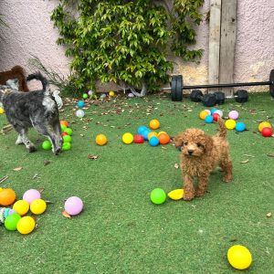 Mini Apricot Poodle