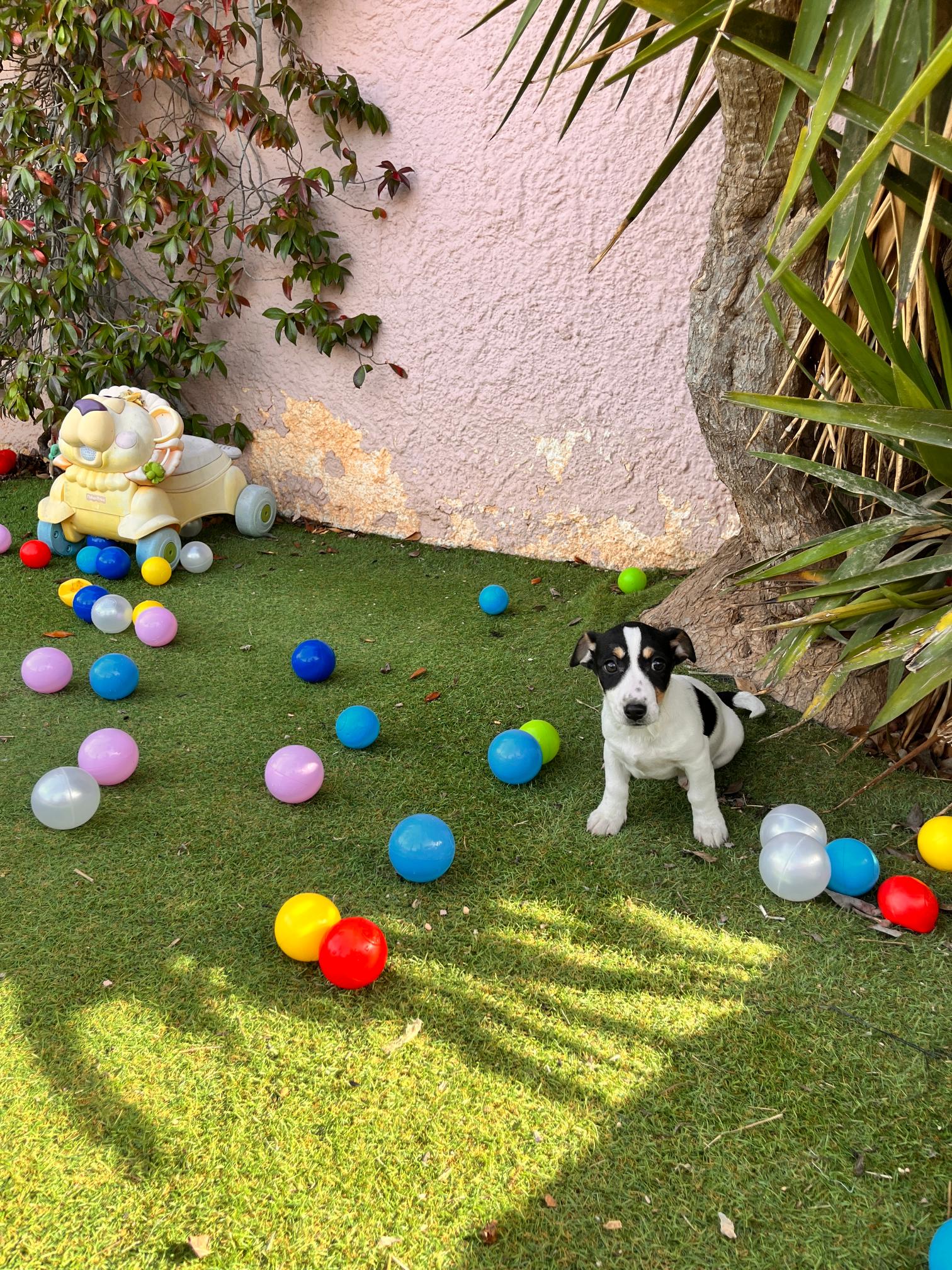 Jack Russell - Image 2