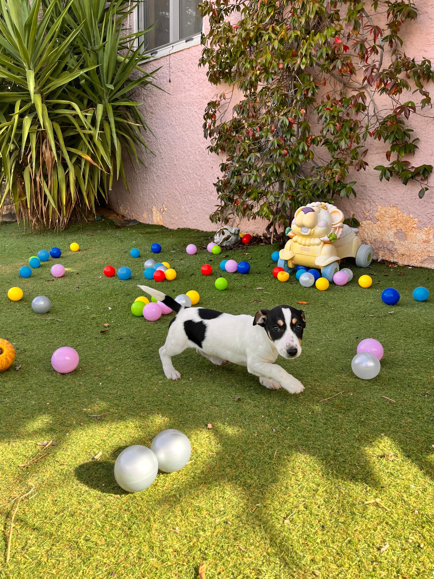 Jack Russell - Image 3