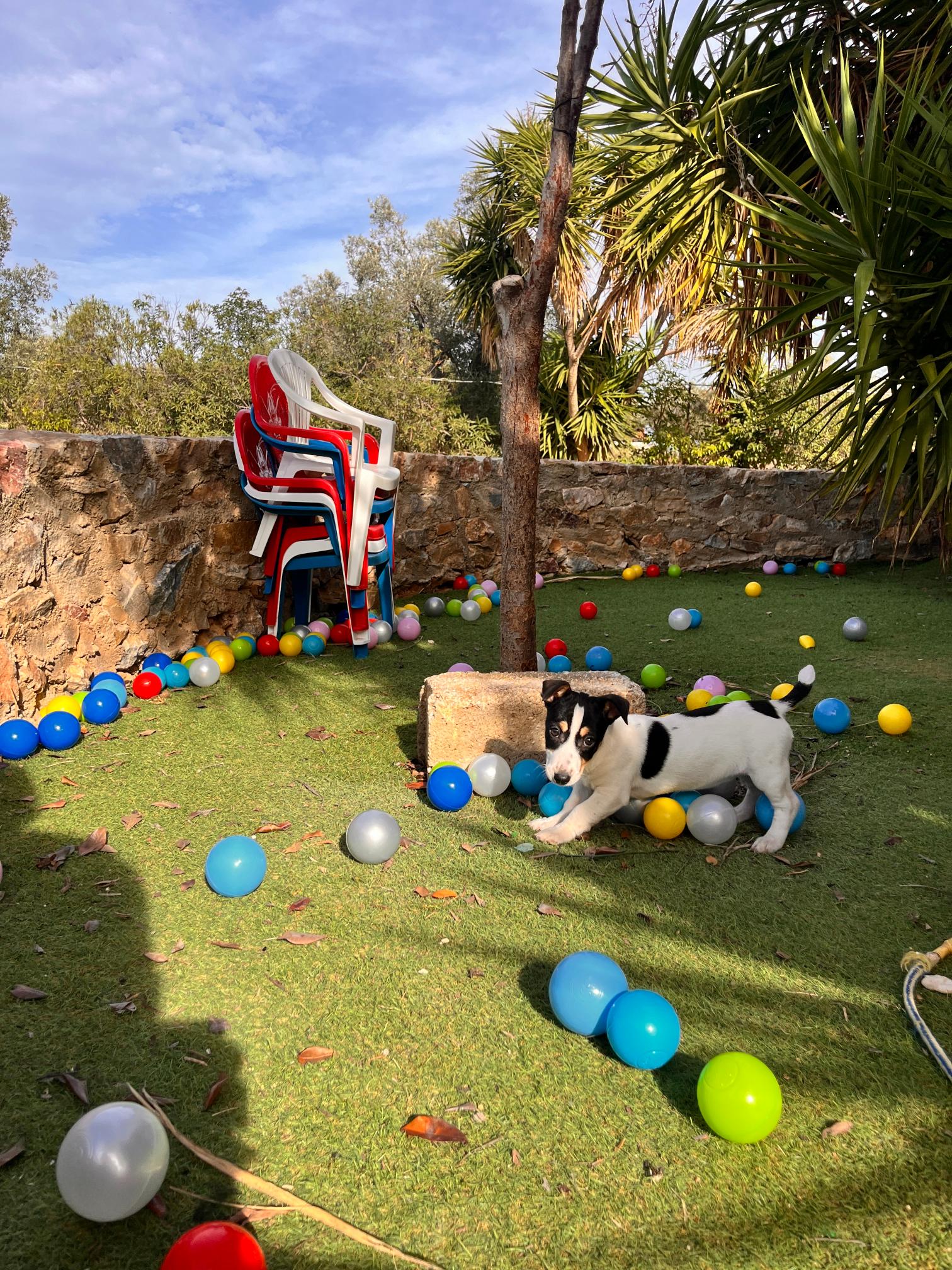 Jack Russell - Image 4