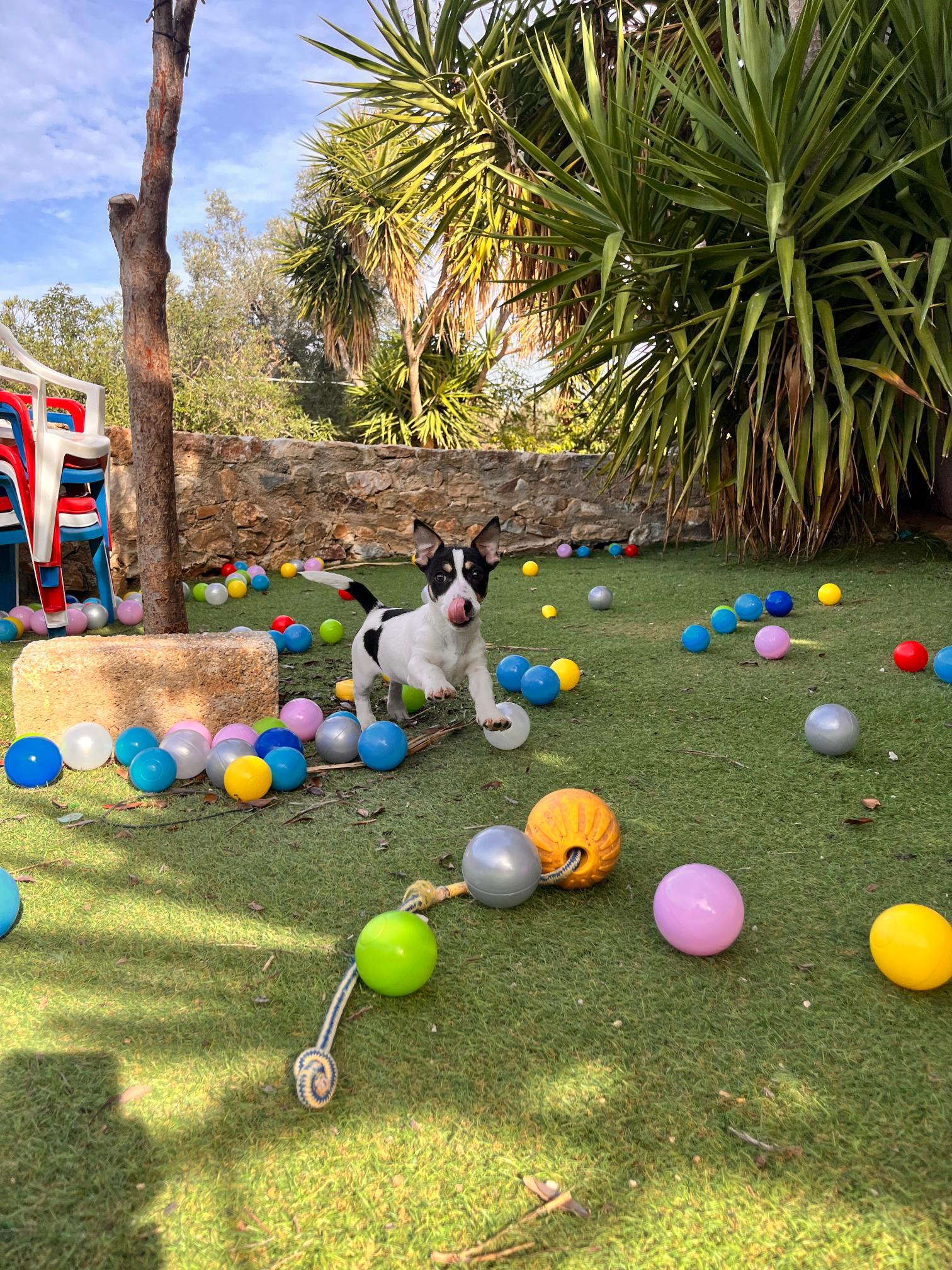 Jack Russell - Image 6