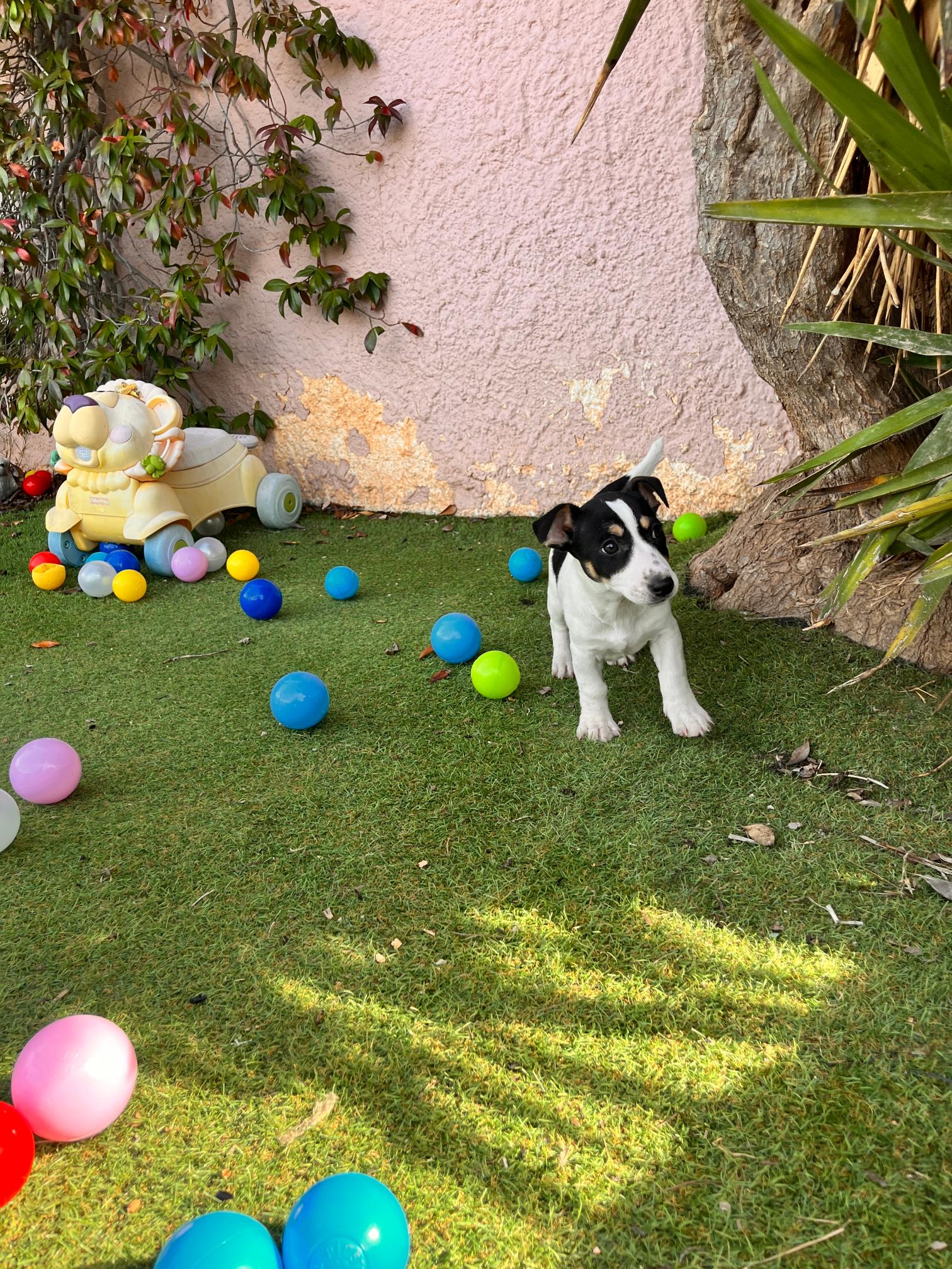 Jack Russell - Image 7