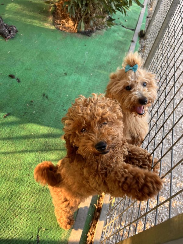 Mini Poodles