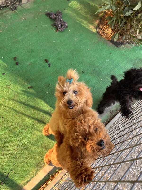Mini Poodles - Image 5