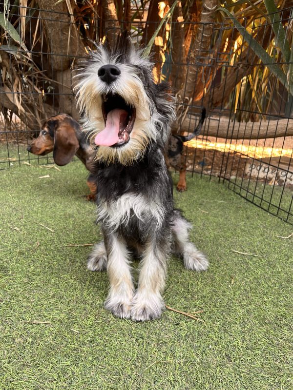 Miniature Schnauzer - Image 3