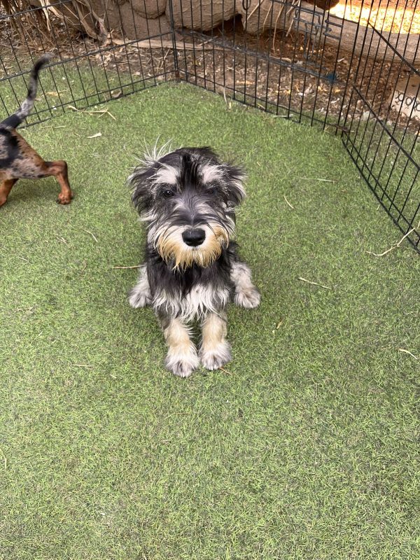 Miniature Schnauzer - Image 5