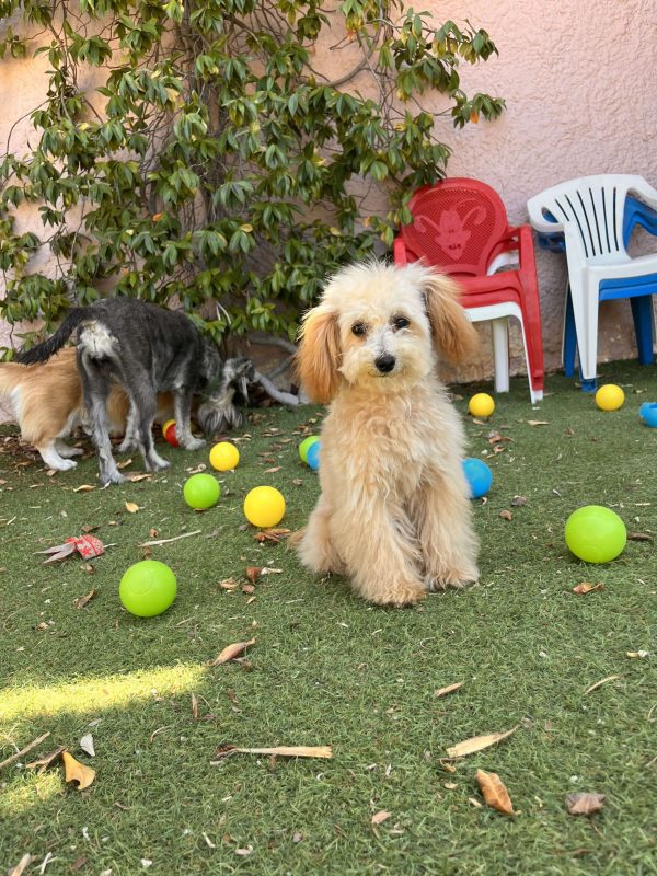 Mini Poodles - Image 6