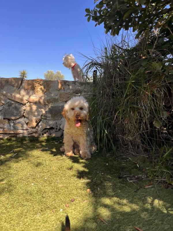 Mini Beige Poodle - Image 2