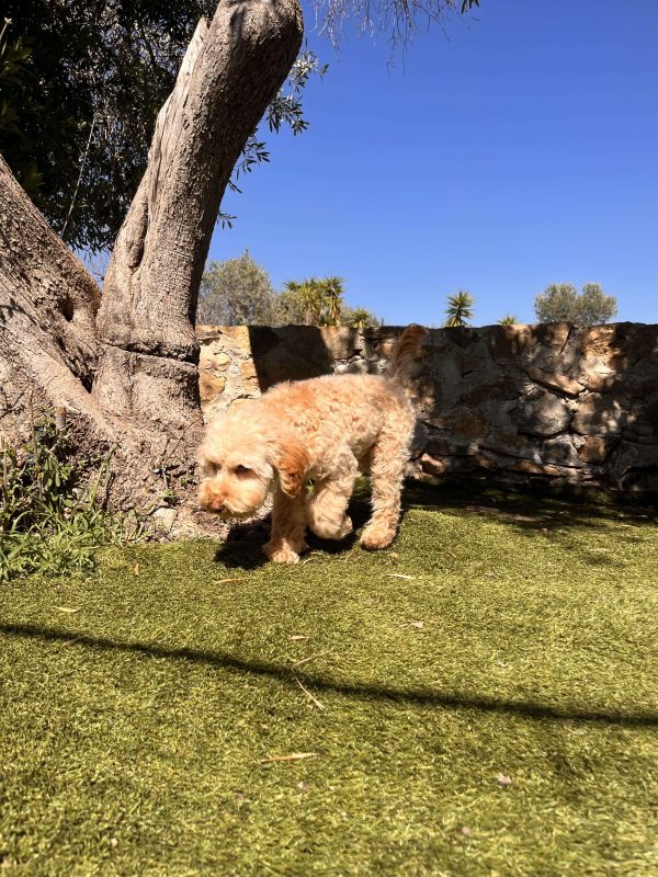 Mini Beige Poodle - Image 3