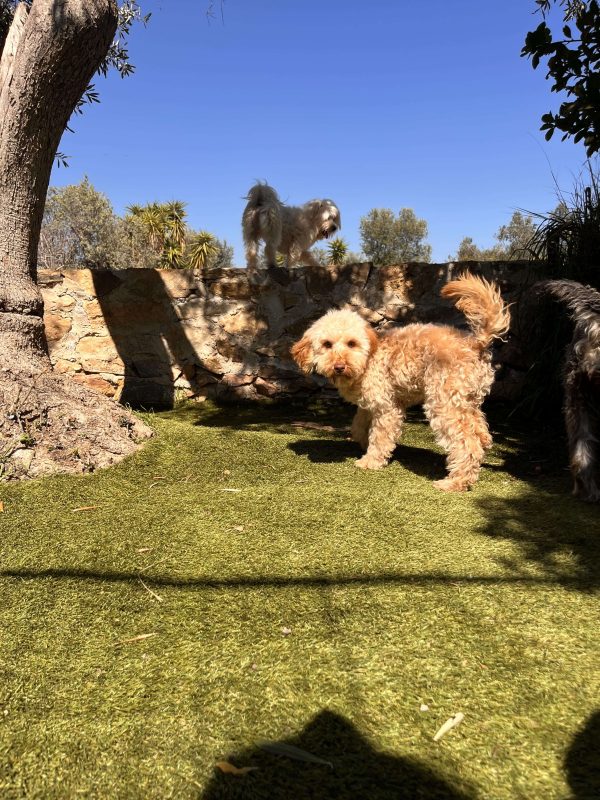 Mini Beige Poodle