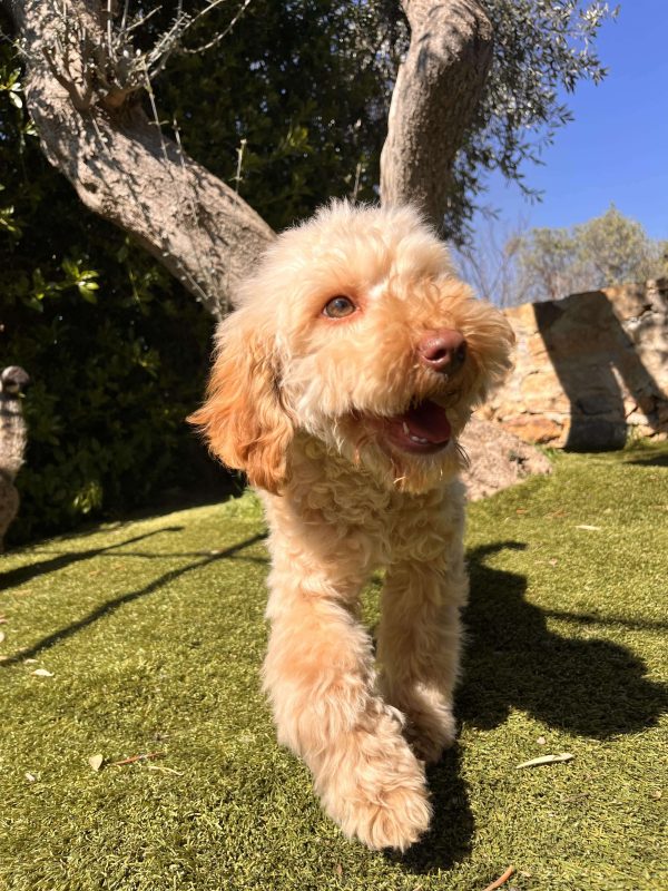 Mini Beige Poodle - Image 5