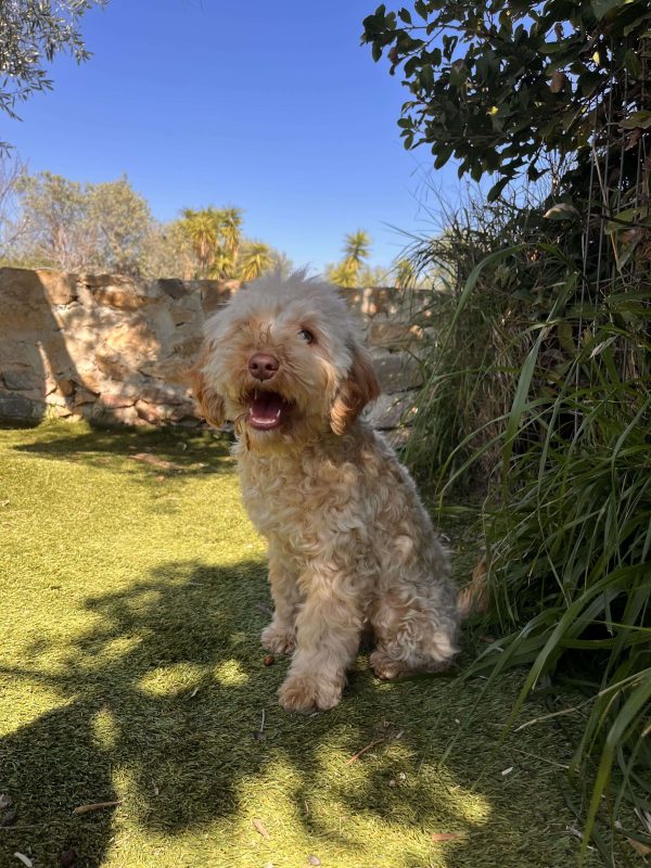 Mini Beige Poodle - Image 7