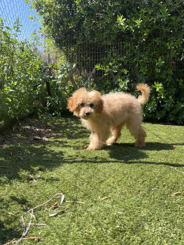 Mini Light Apricot Poodle - Image 3