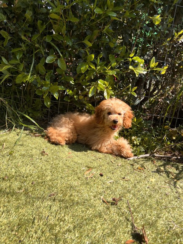 Mini Light Apricot Poodle - Image 6