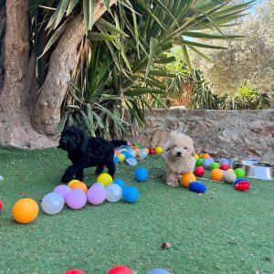 Black & Beige Mini Poodle