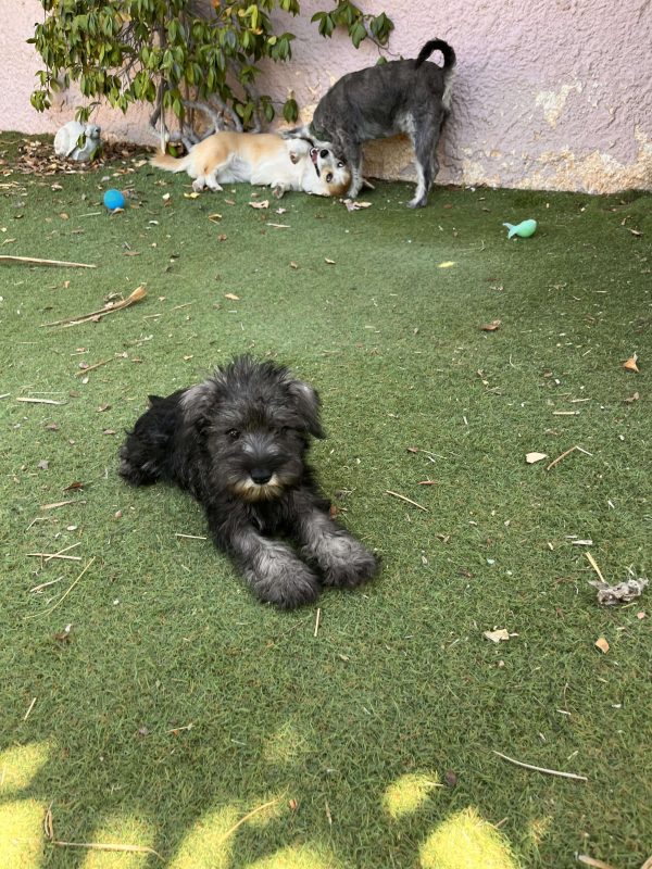 Miniature Schnauzer
