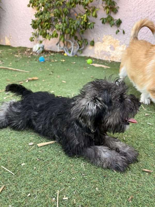 Miniature Schnauzer - Image 3