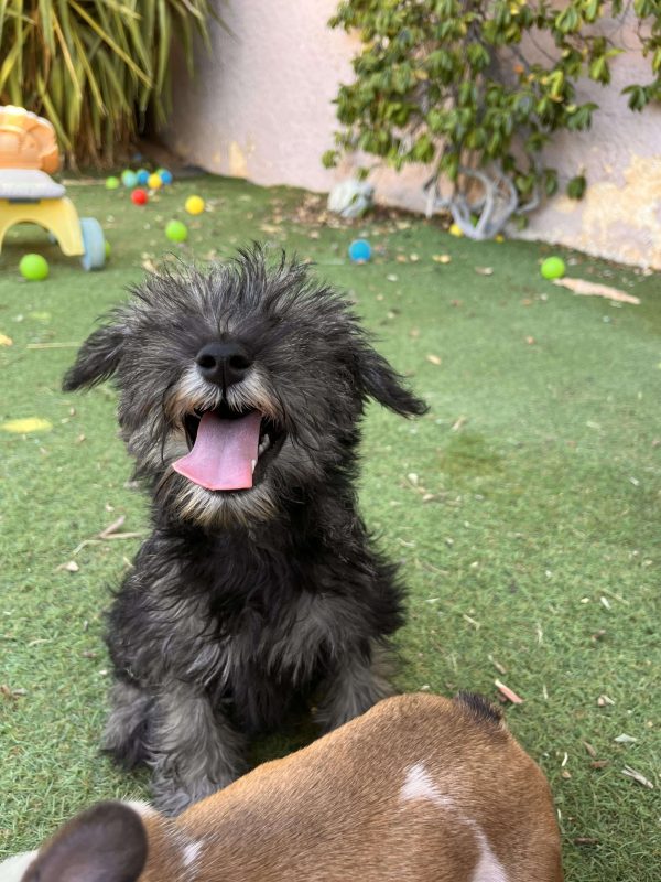 Miniature Schnauzer - Image 4