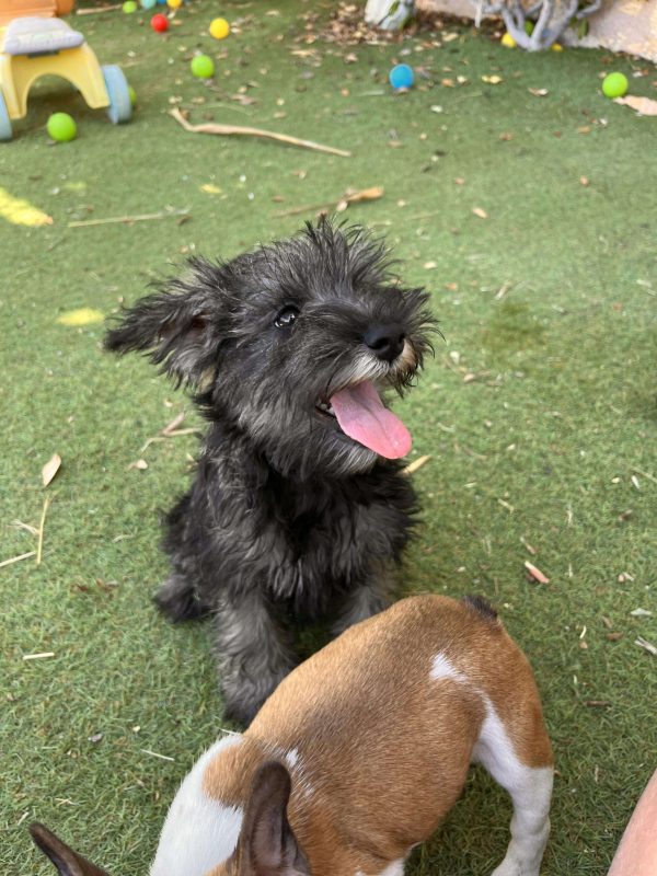 Miniature Schnauzer - Image 5