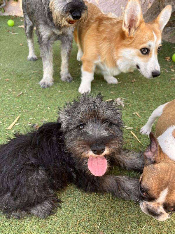 Miniature Schnauzer - Image 6