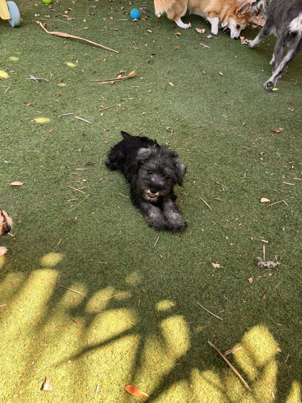Miniature Schnauzer - Image 7