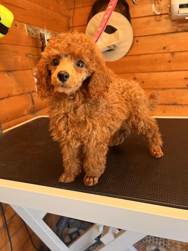 Mini Red Poodle - Image 2