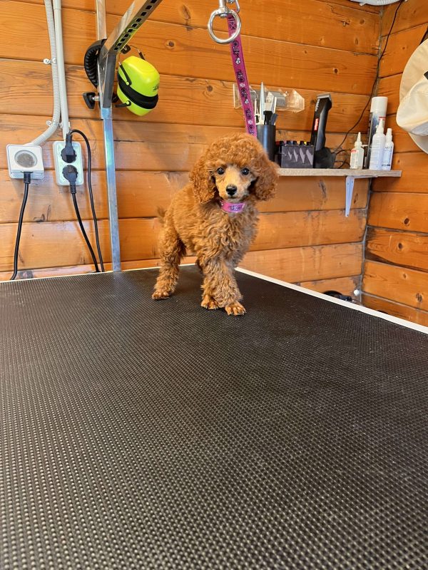 Mini Red Poodle - Image 3