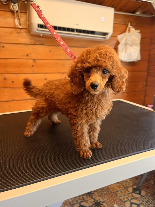 Mini Red Poodle