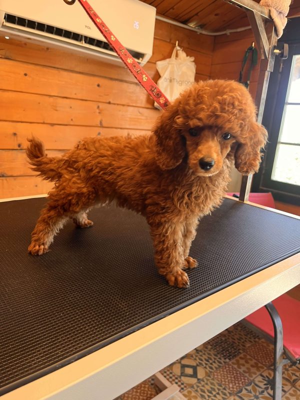 Mini Red Poodle - Image 4
