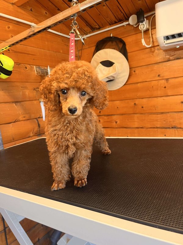 Mini Red Poodle - Image 5
