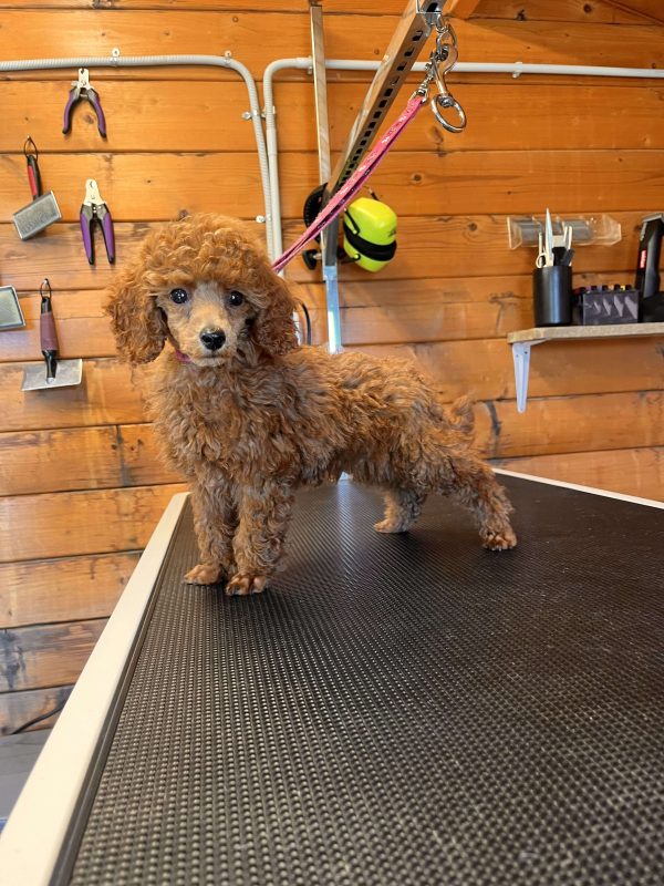 Mini Red Poodle - Image 6