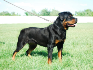 Read more about the article Rottweiler